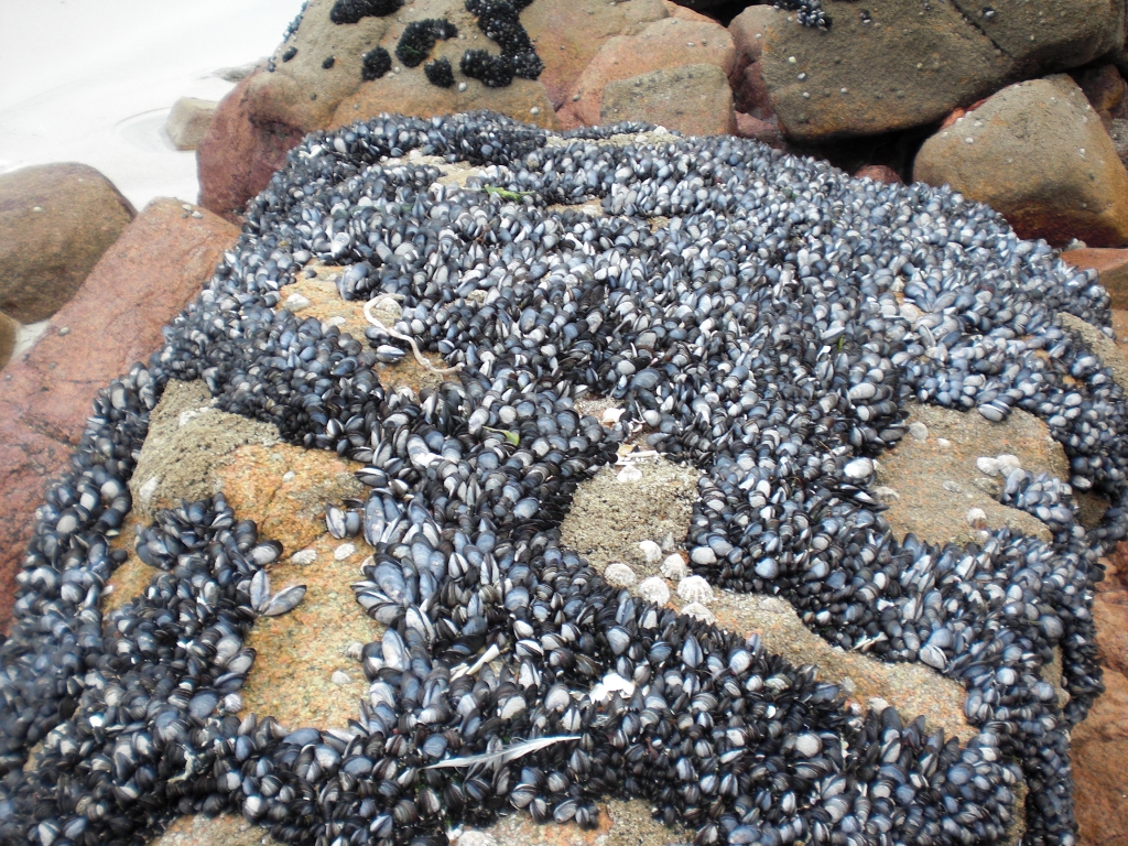Incostrazioni di cozze prima di arrivare a Finistere